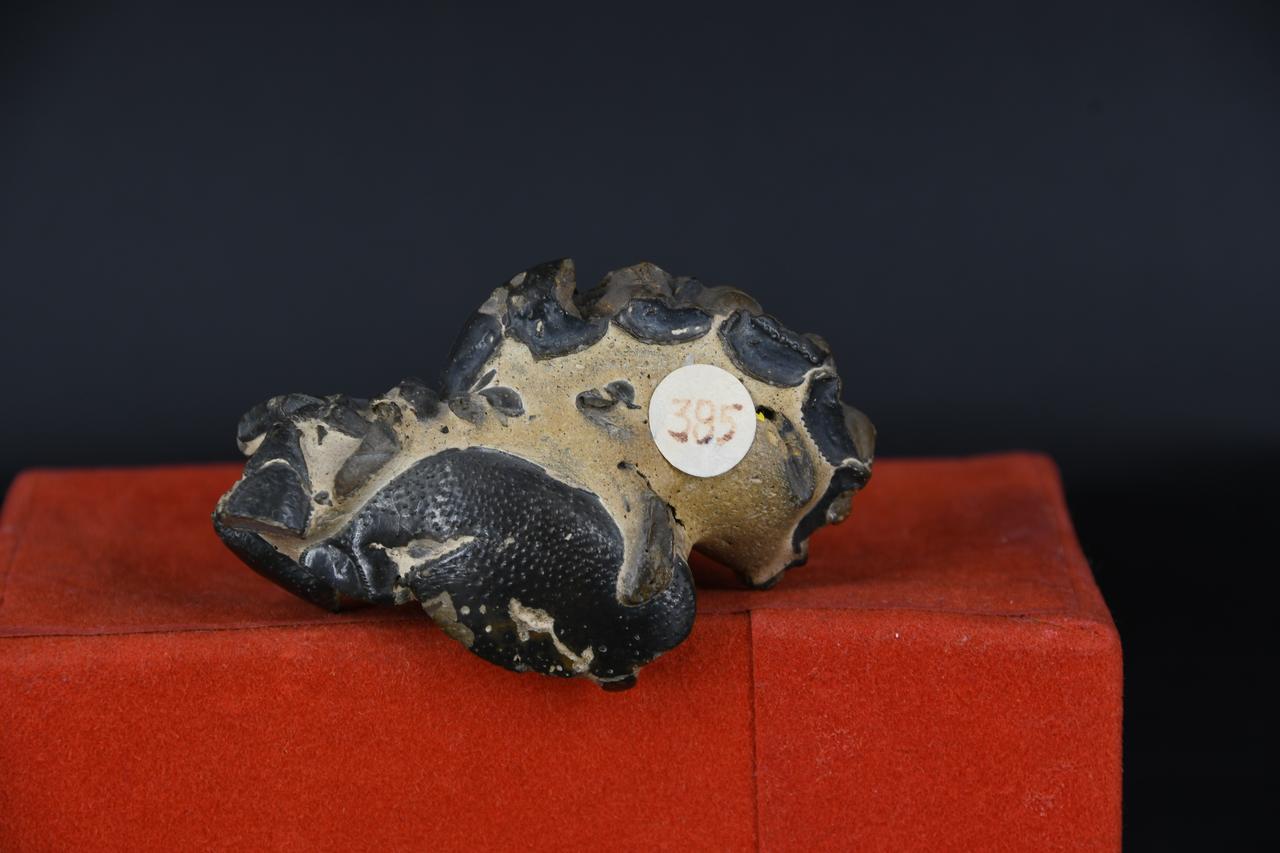 fossile (Scorpione indeterminato, esemplare)