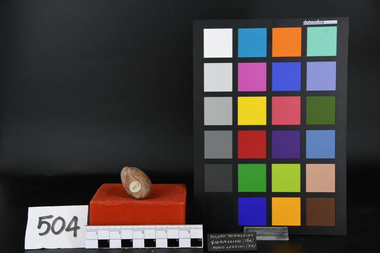 fossile (Pigope triangulus, esemplare)