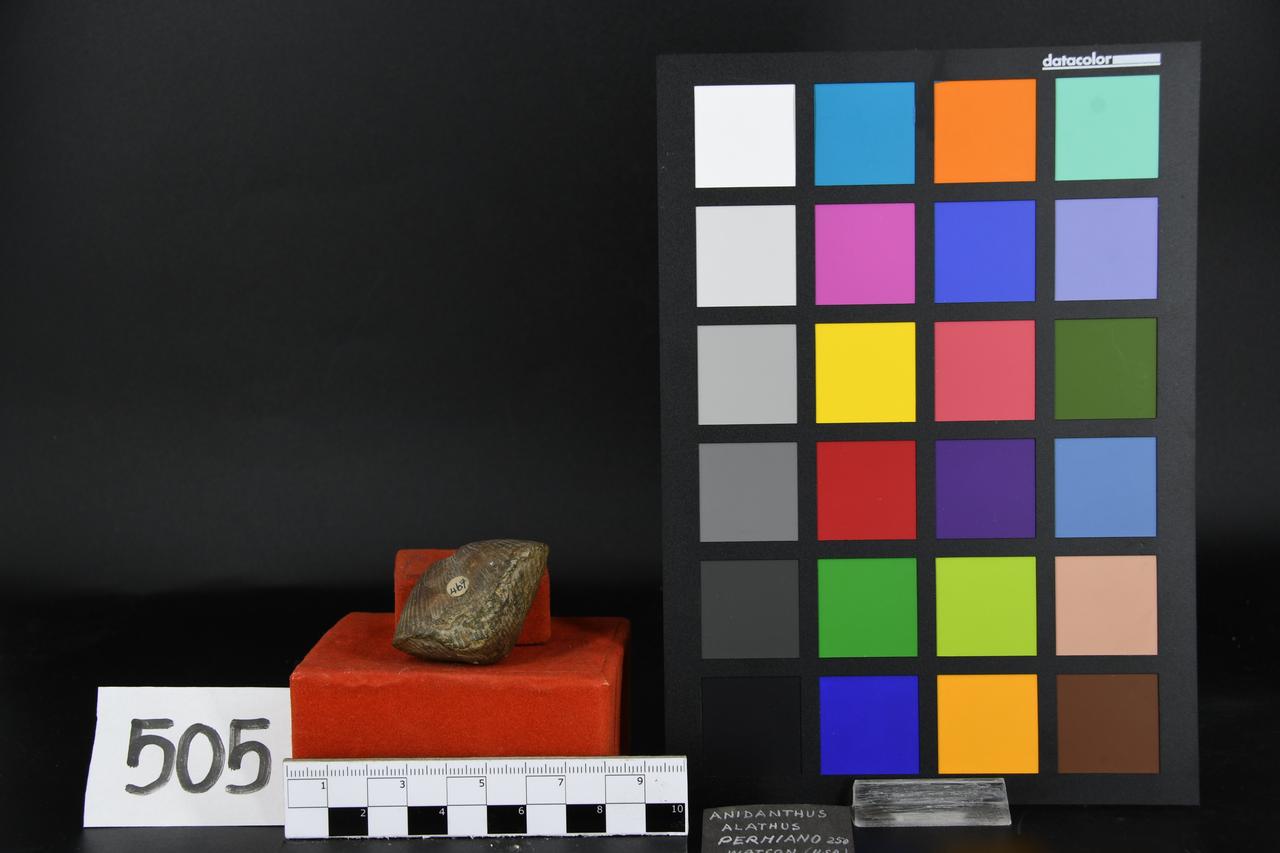 fossile (Anidanthus alathus, esemplare)