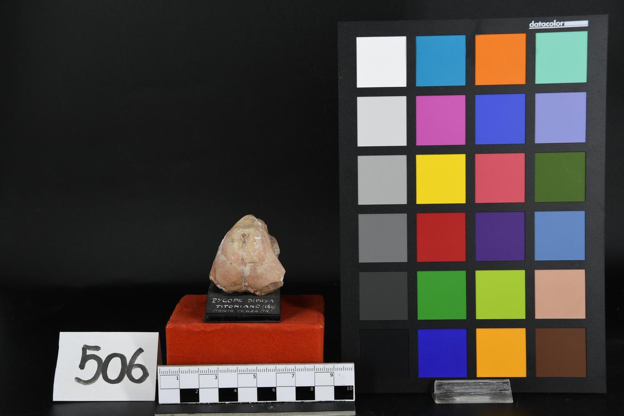 fossile (Pygope diphya, esemplare)