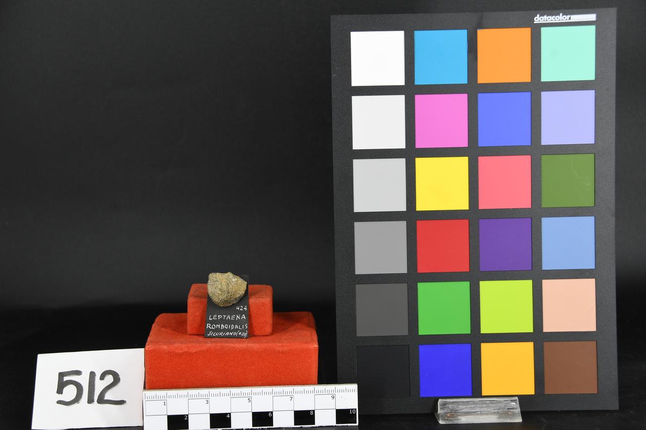 fossile (Leptaena romboidalis, esemplare)