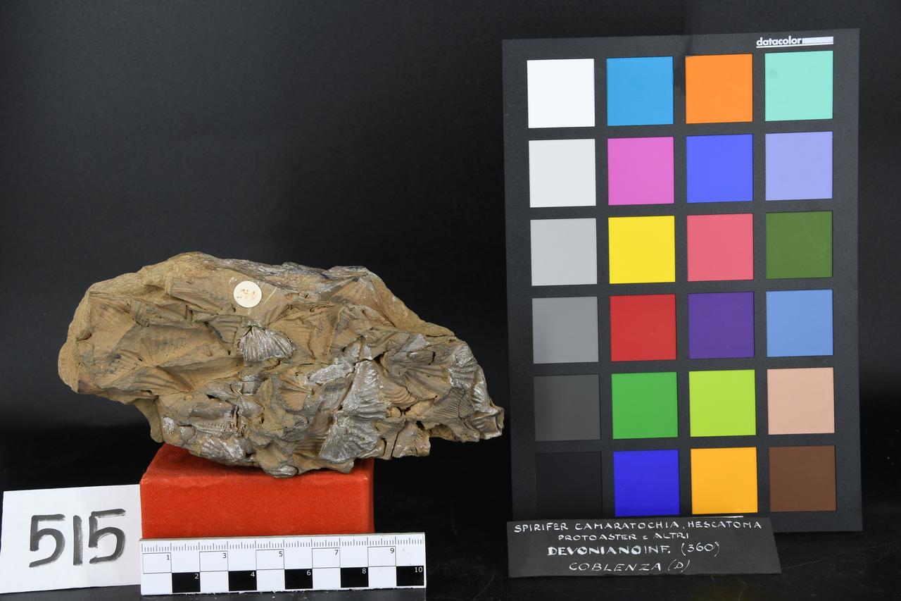 fossile (Spirifer camaratochia, associazione fossile)