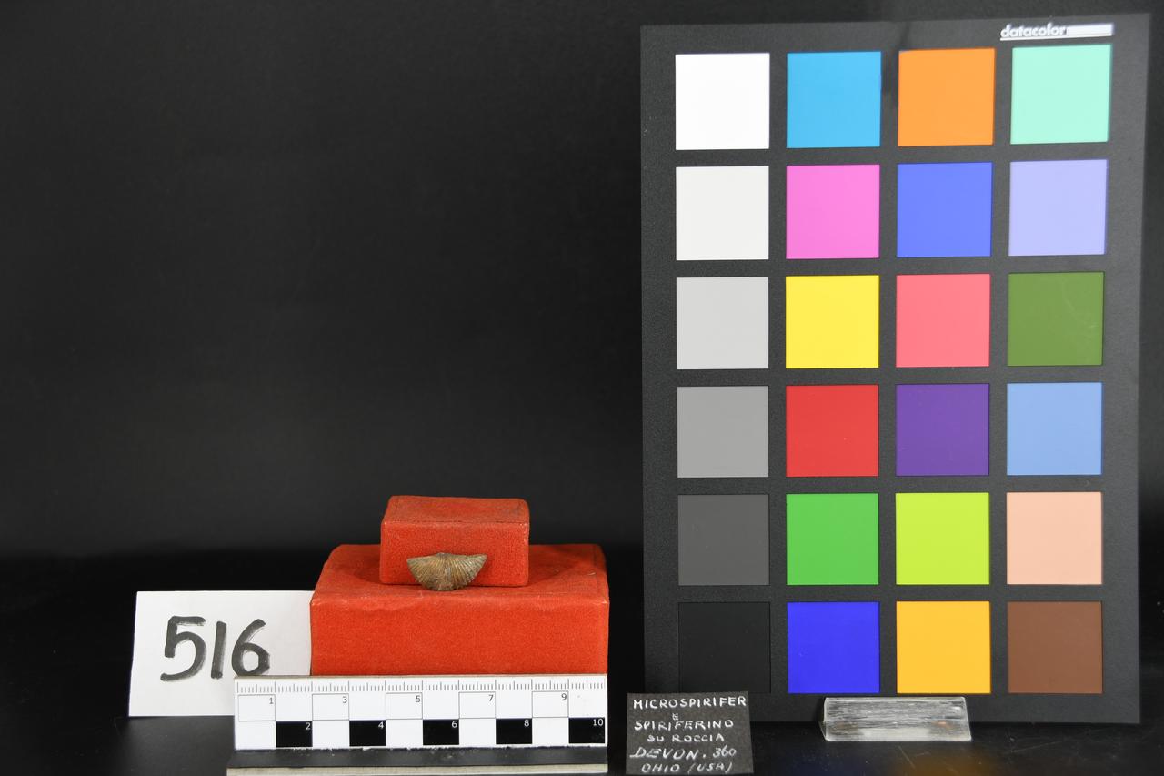 fossile (Microspirifer e Spiriferino su roccia, associazione fossile)