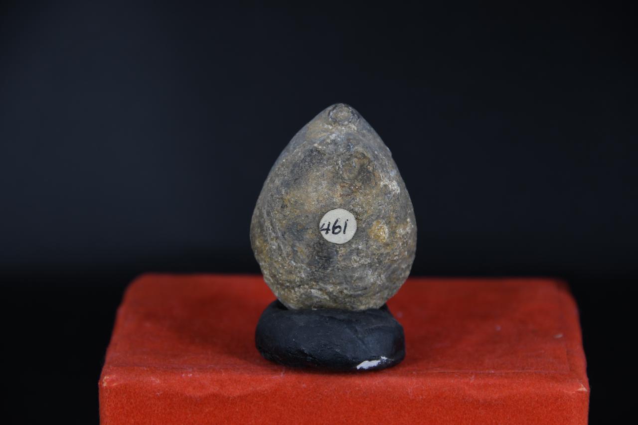 fossile (Terebratula piriformis, esemplare)