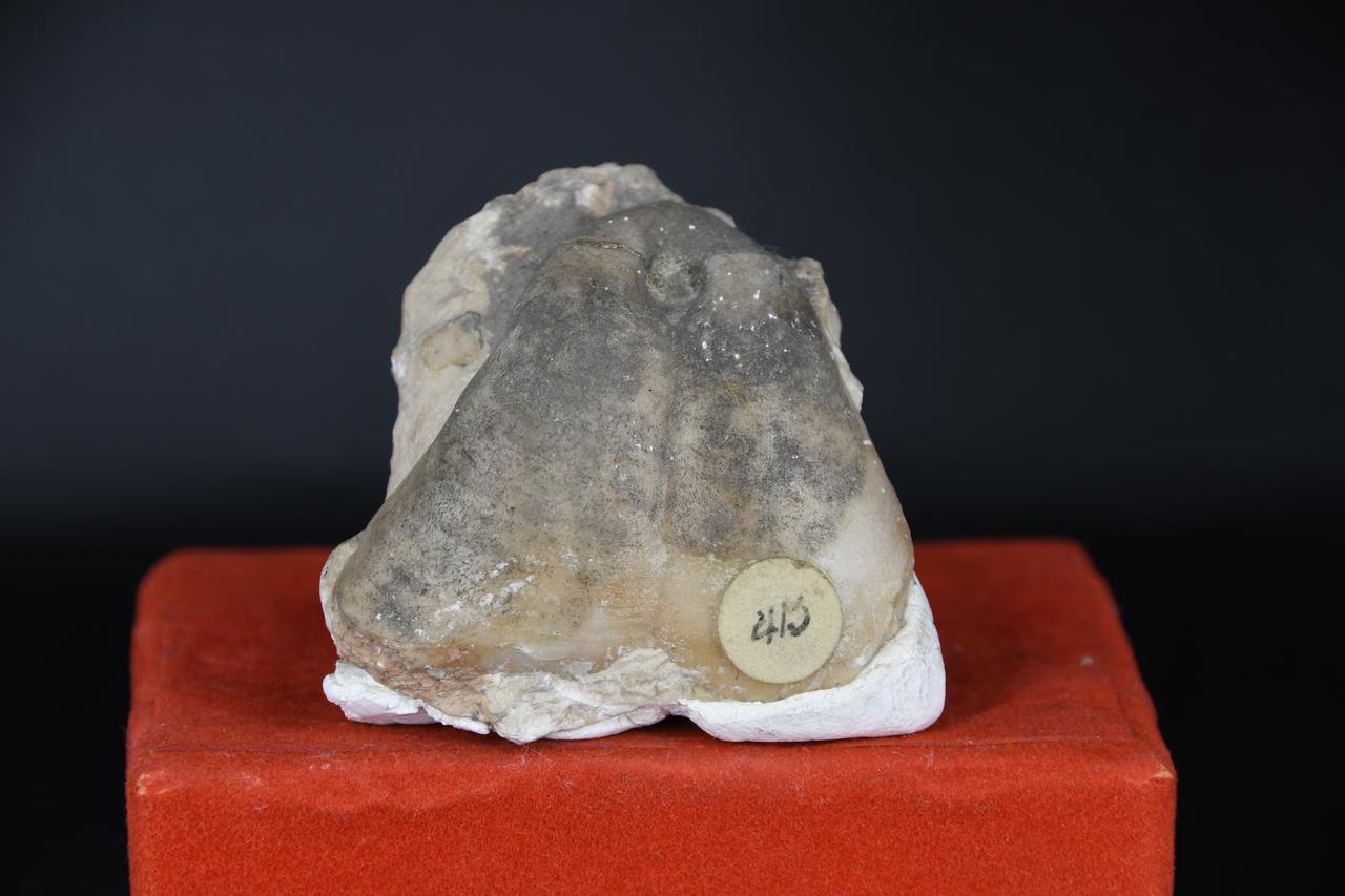 fossile (Brachiopode indeterminato, esemplare)