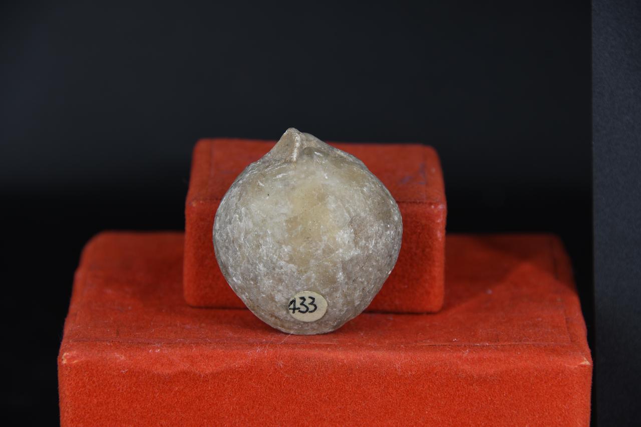 fossile (Centronella campbelli, esemplare)