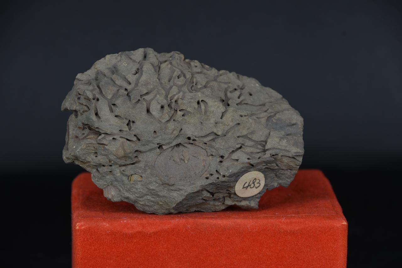 fossile (Planomar knessella con fucoidi, associazione fossile)