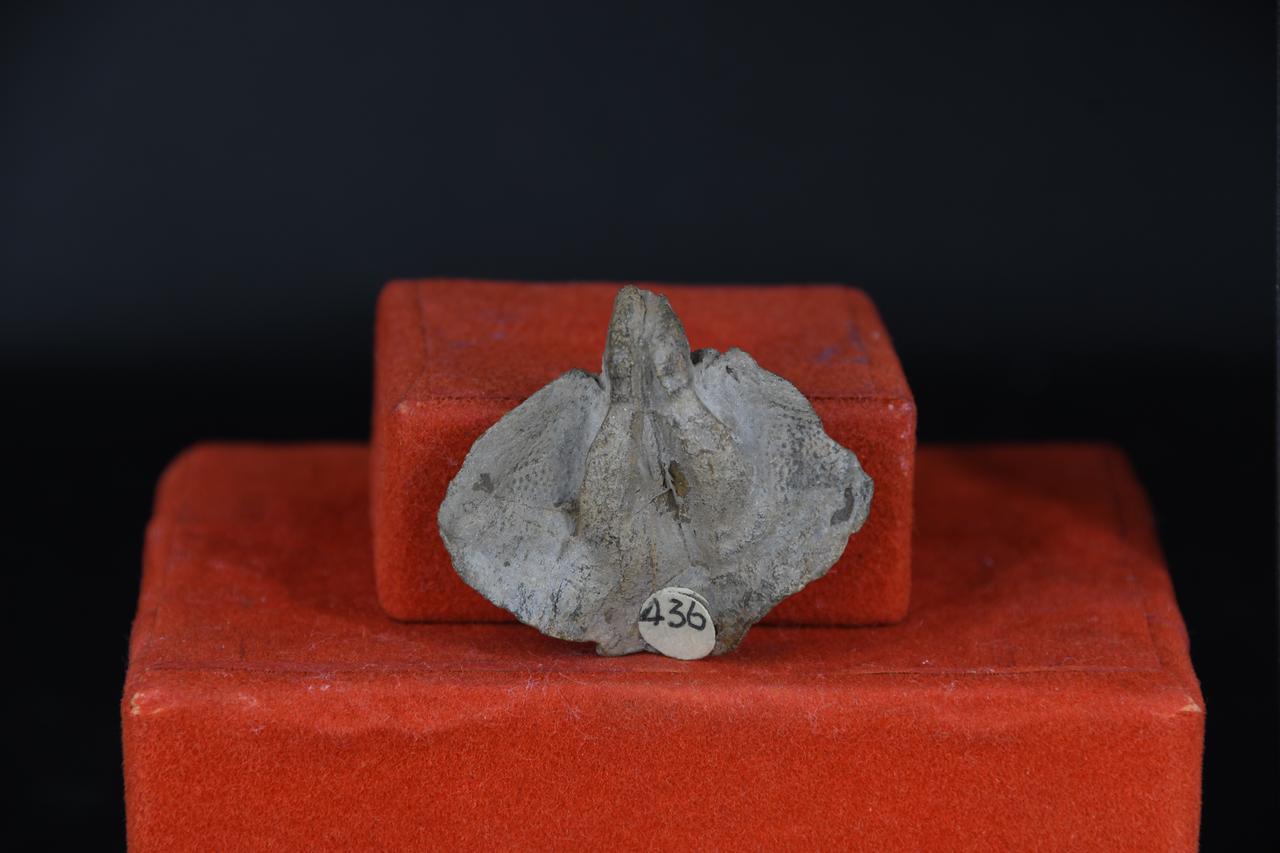 fossile (Camarotochia, esemplare)