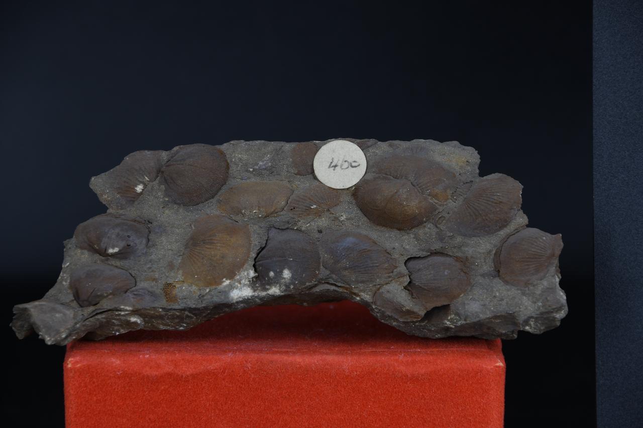 fossile (Brachiopodi indeterminati, associazione fossile)