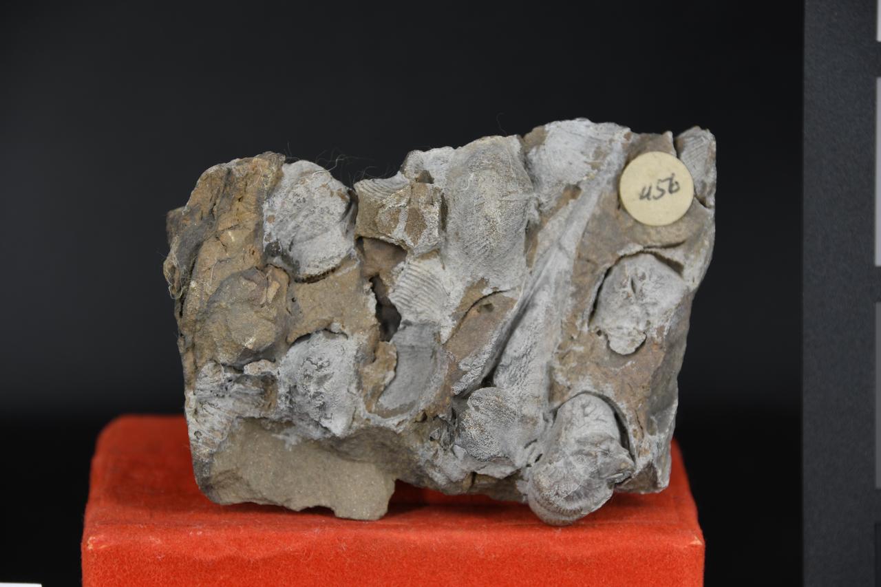 fossile (Euryspirifer paradoxus e Uncinulus subwilson su lastra, associazione fossile)