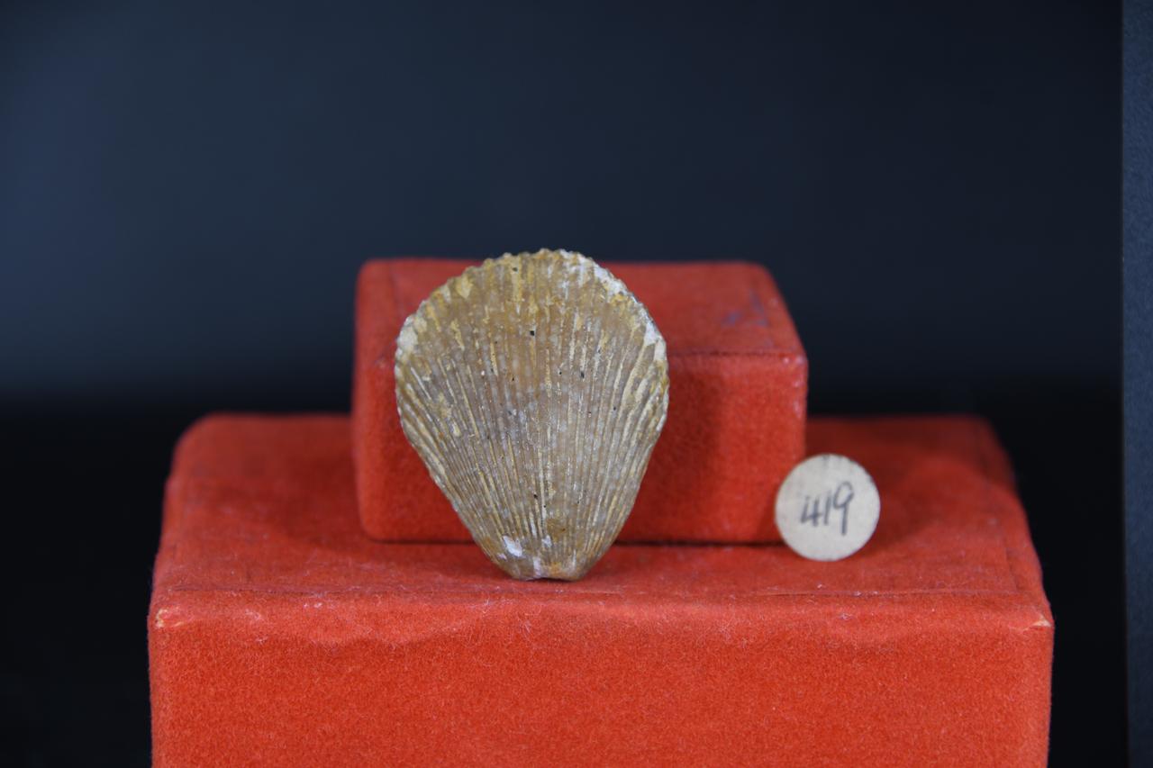 fossile (Conchidium biloculare, esemplare)