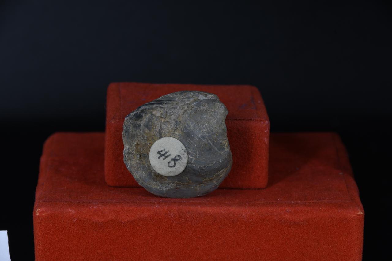 fossile (Barchiopode indeterminato, esemplare)