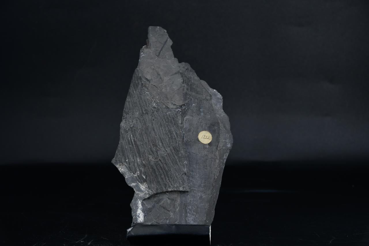 fossile (Fossile non determinato, esemplare)