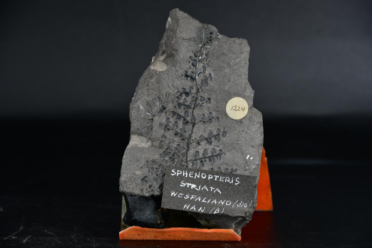 fossile (Sphenopteris striata, esemplare)