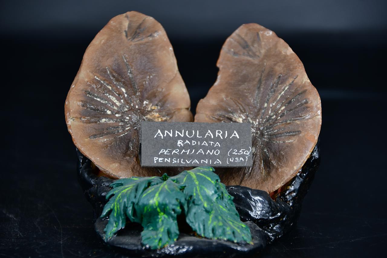 fossile (Annularia radiata, esemplare)