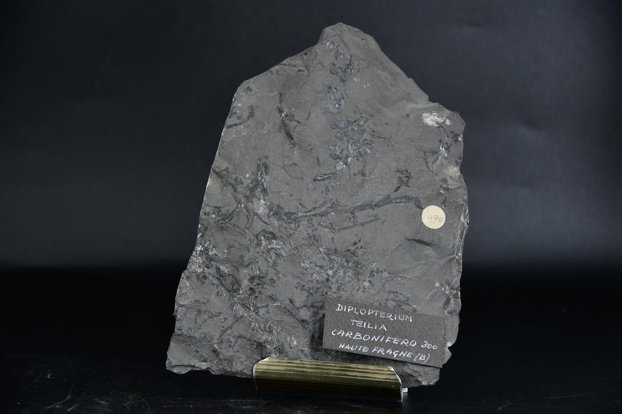 fossile (Diplopterium teilia, esemplare)