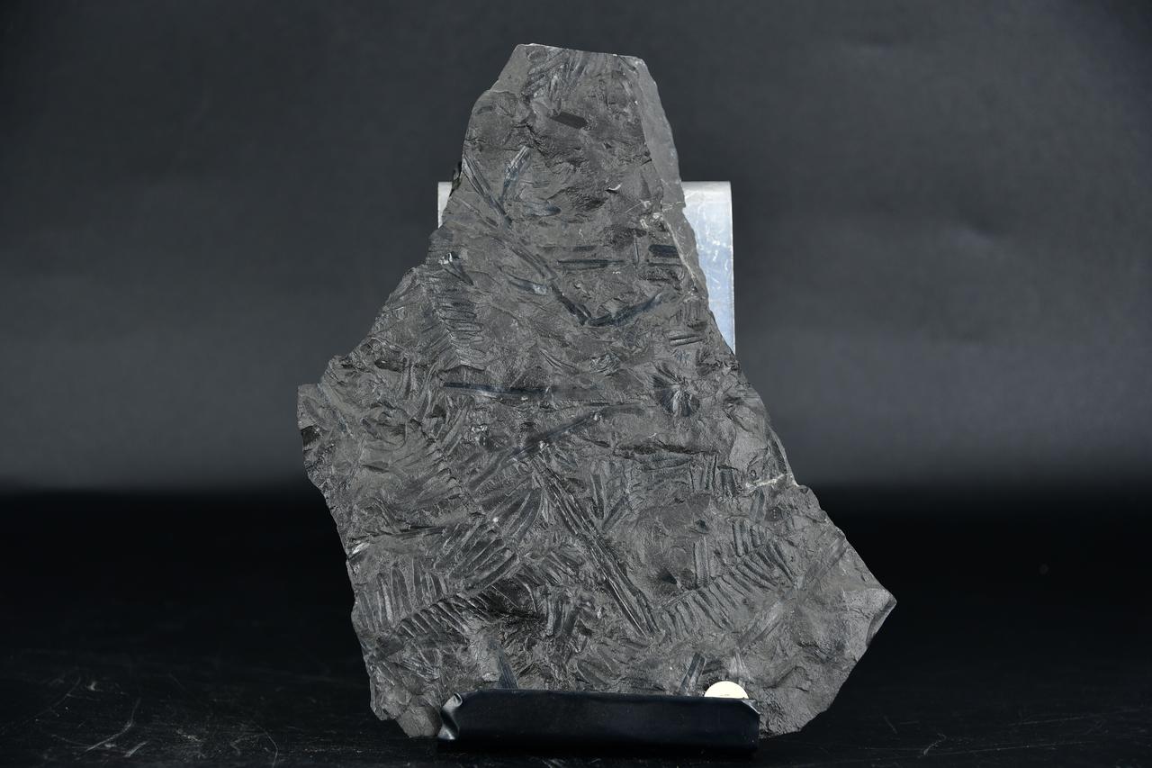 fossile (Linopteris e Mariopteris, esemplare)