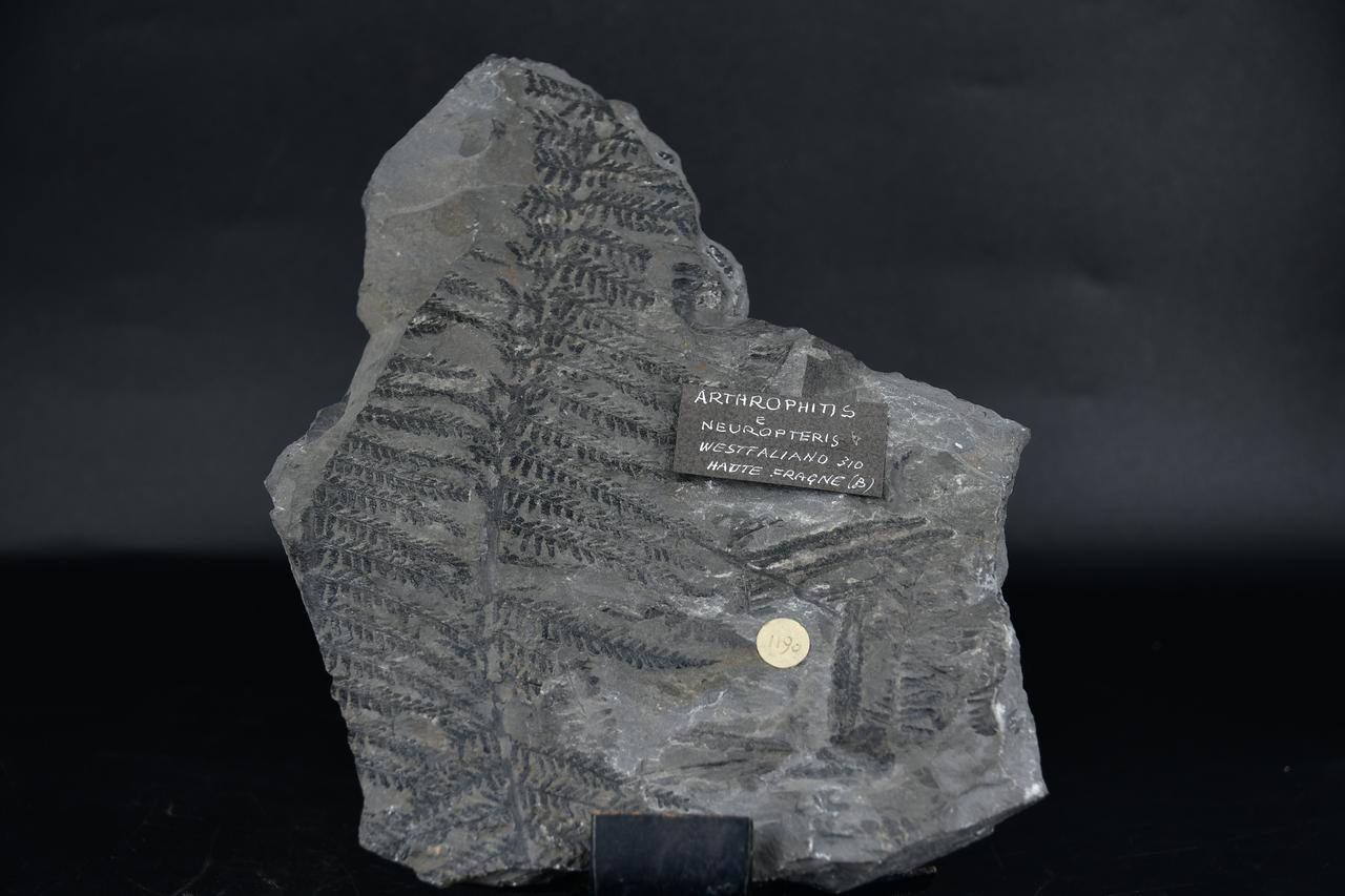 fossile (Arthrophitis e Neuropteris, esemplare)