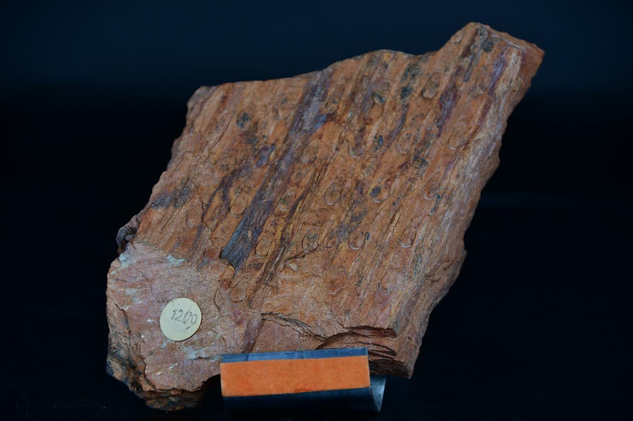 fossile (Bothrodendron punctatum, esemplare)