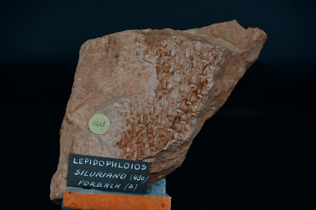 fossile (Lepidophloios, esemplare)