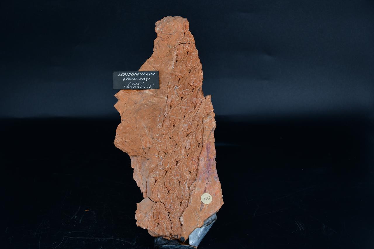 fossile (Lepidodendron sterbergi, esemplare)