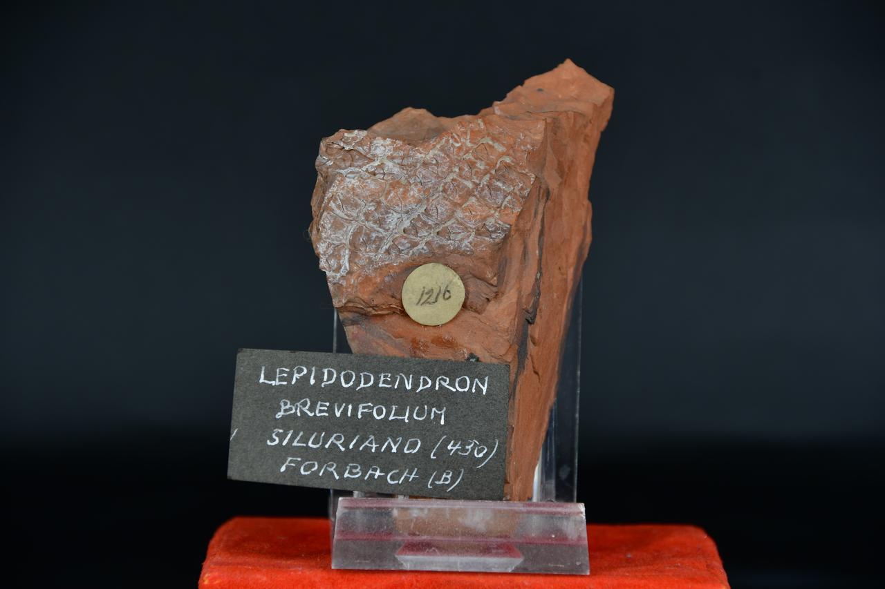 fossile (Lepidodendron brevifolium, esemplare)