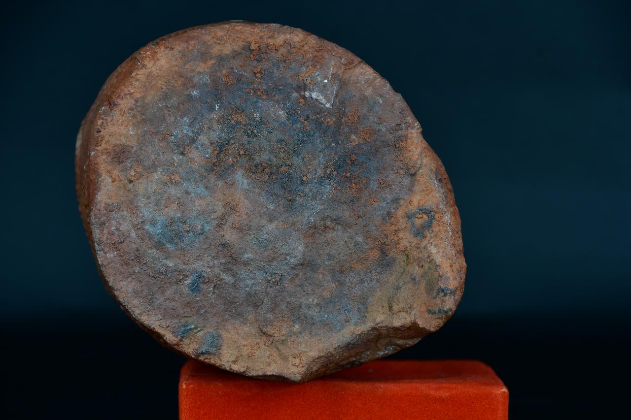 fossile (Sigillaria carbonifera, esemplare)