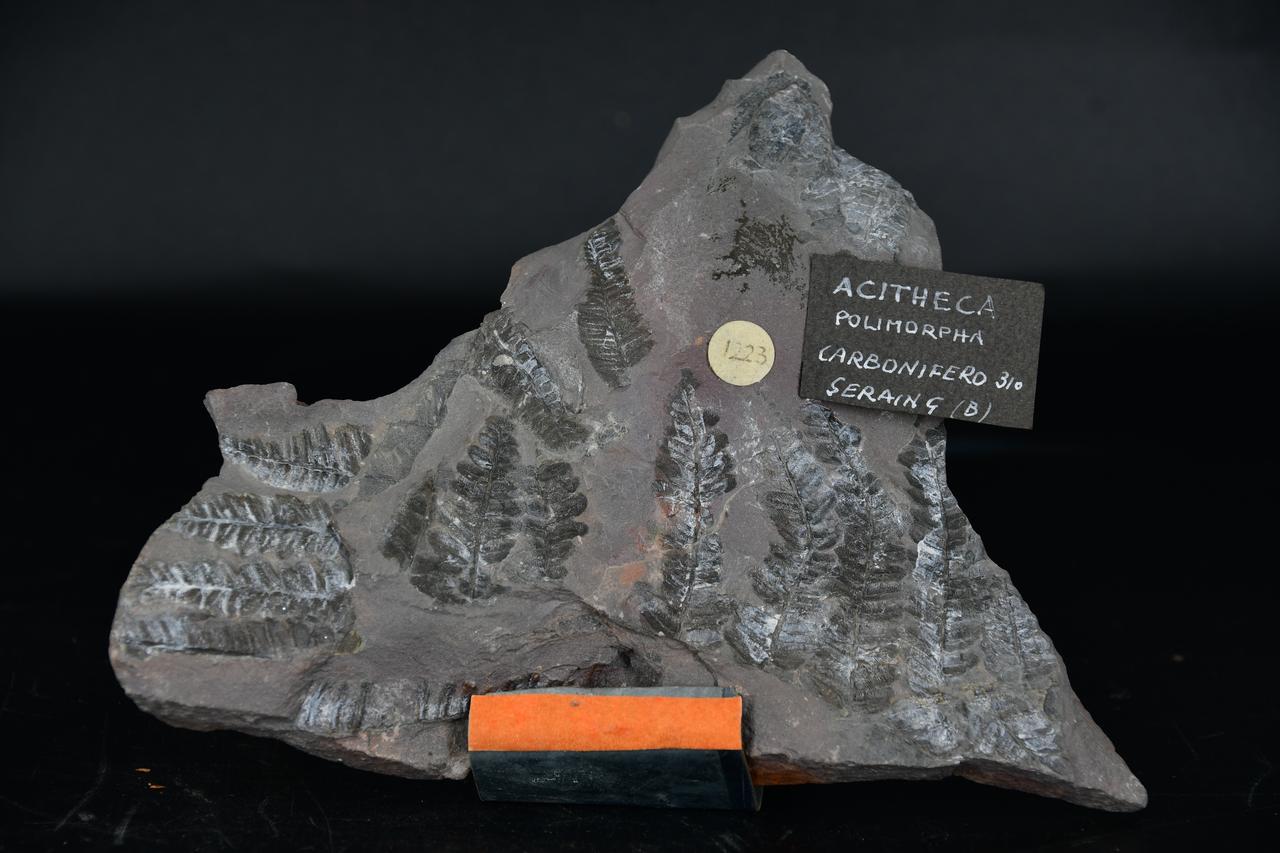 fossile (Acitheca polimorpha, esemplare)