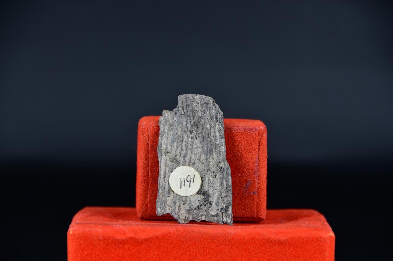 fossile (Fossile indeterminato, esemplare)