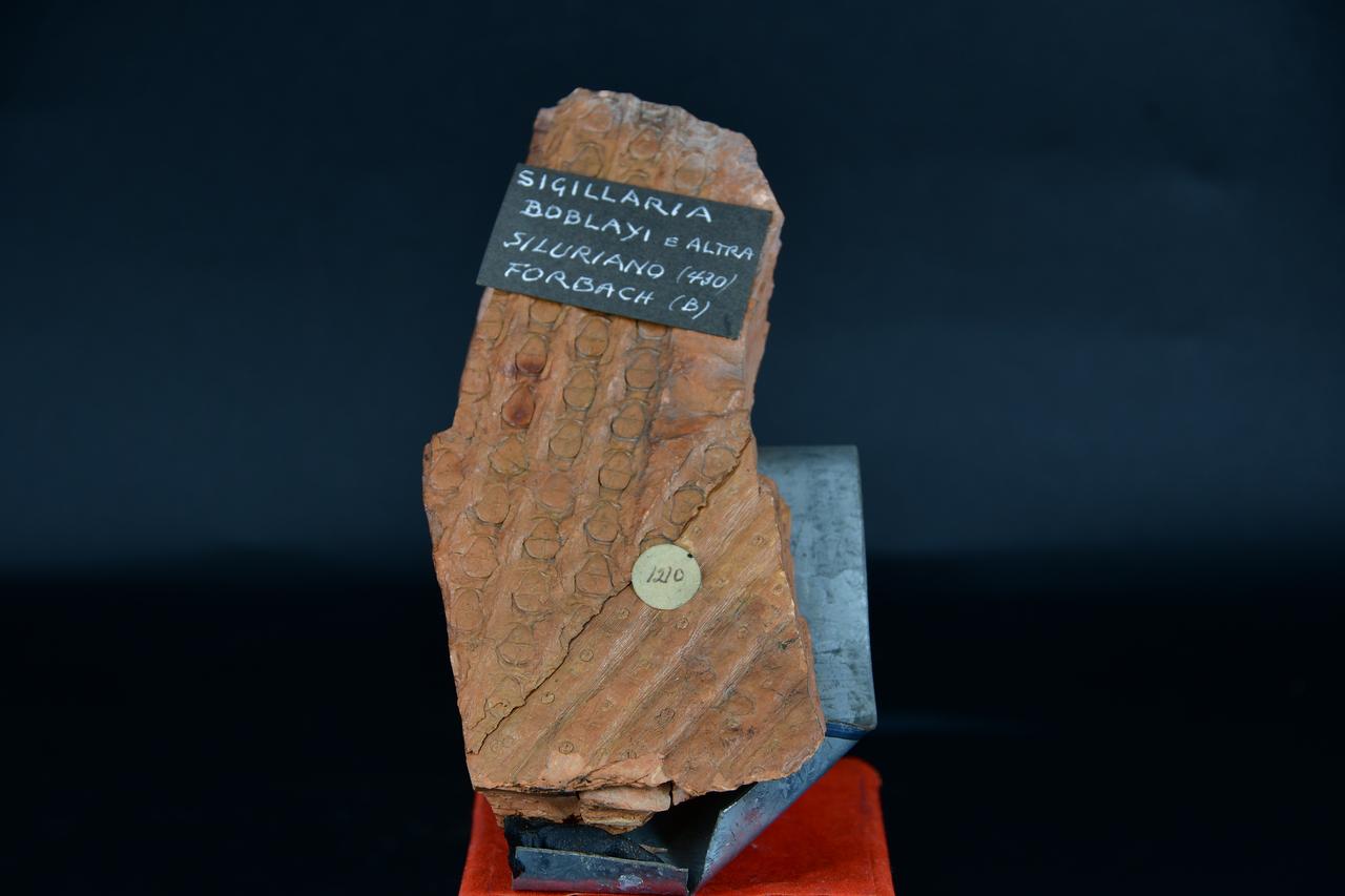 fossile (Sigillaria boblayi, esemplare)