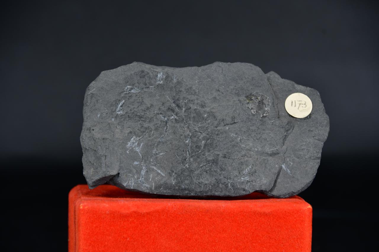 fossile (Fossile indeterminato, esemplare)