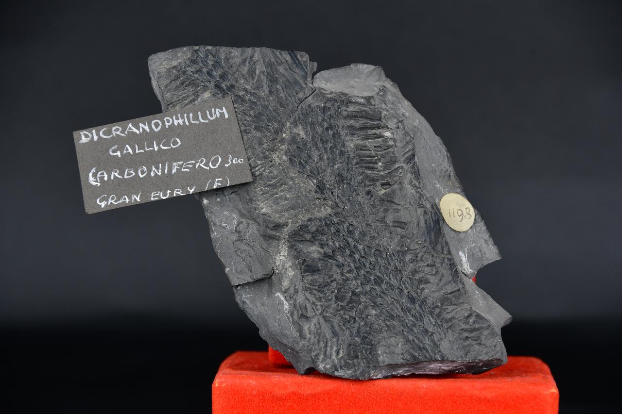 fossile (Dicranophillum gallico, esemplare)