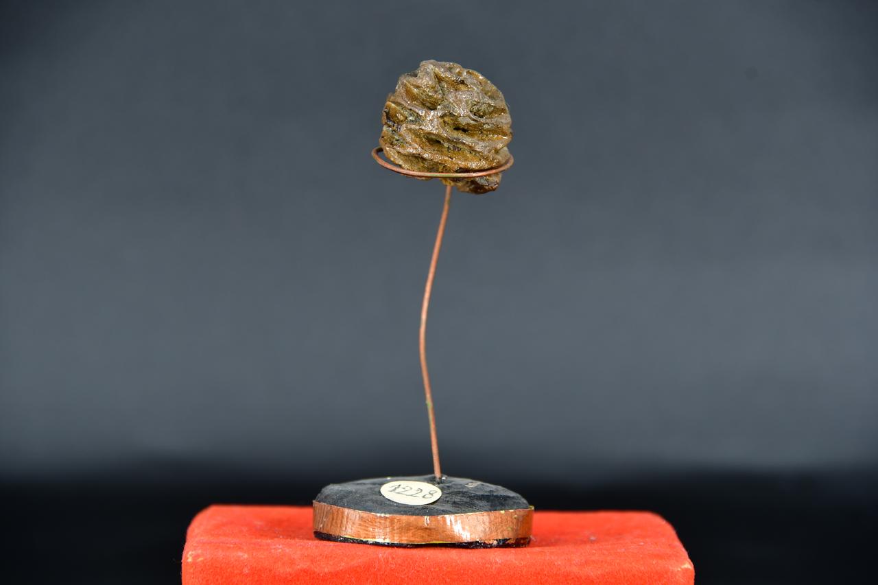 fossile (Pigna di pino della Kamchatka, esemplare)