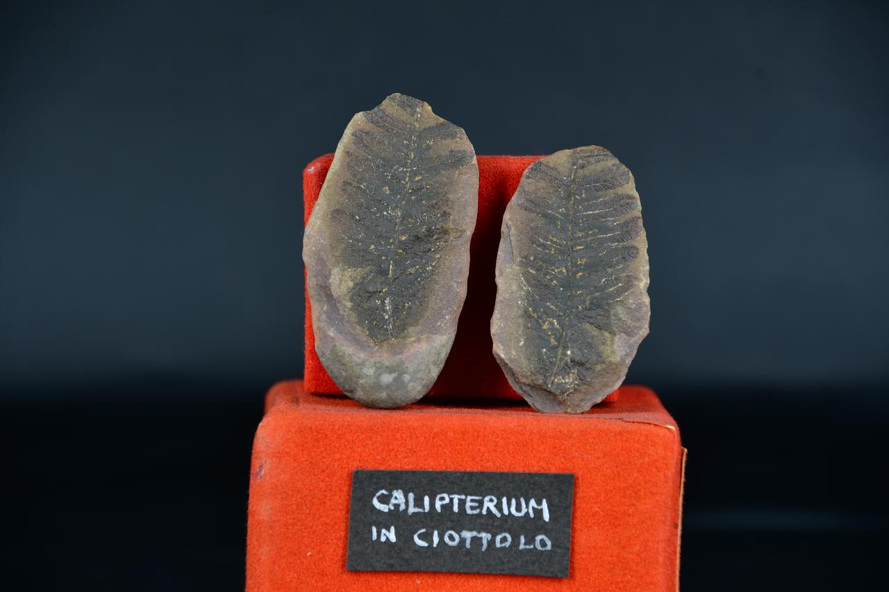 fossile (Calipterium in ciottolo, esemplare)