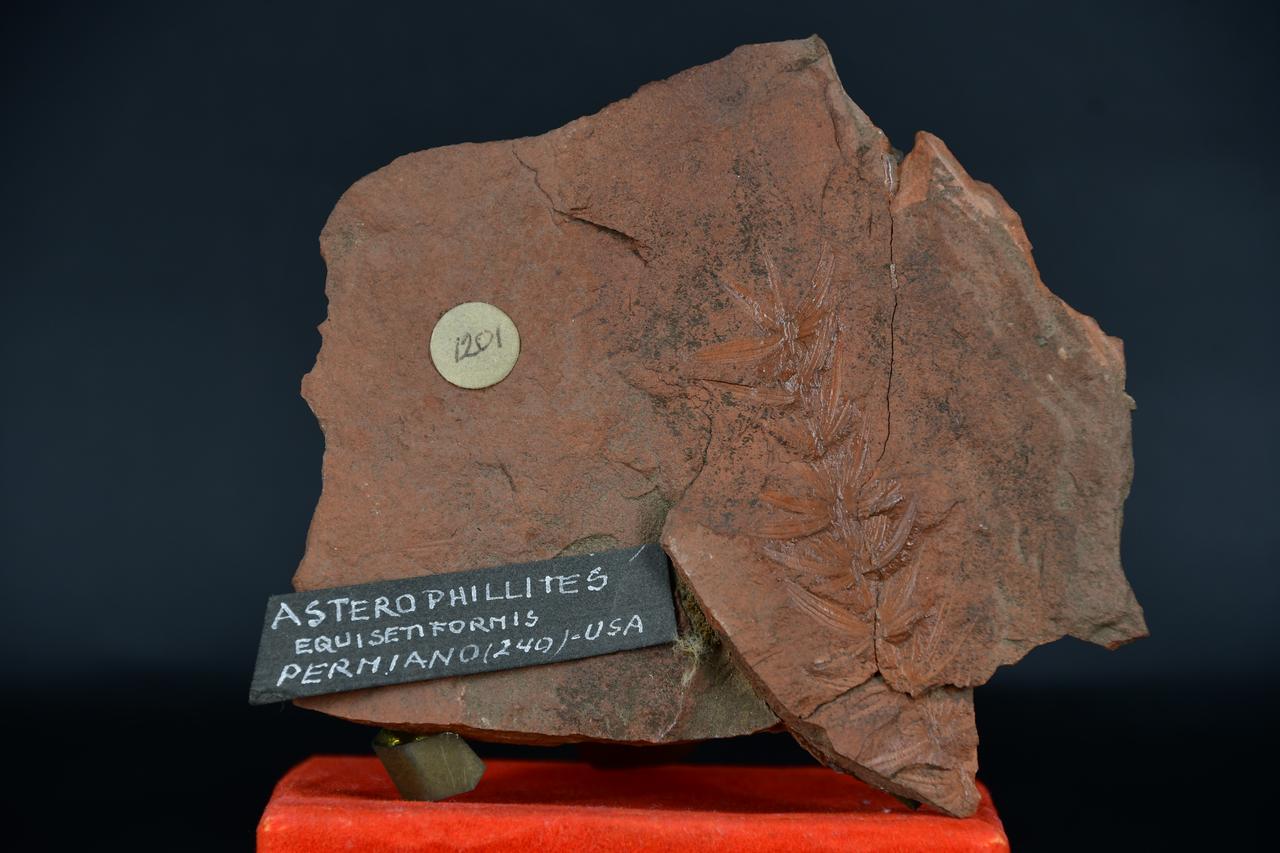 fossile (Asterophillites equisetiformis, esemplare)