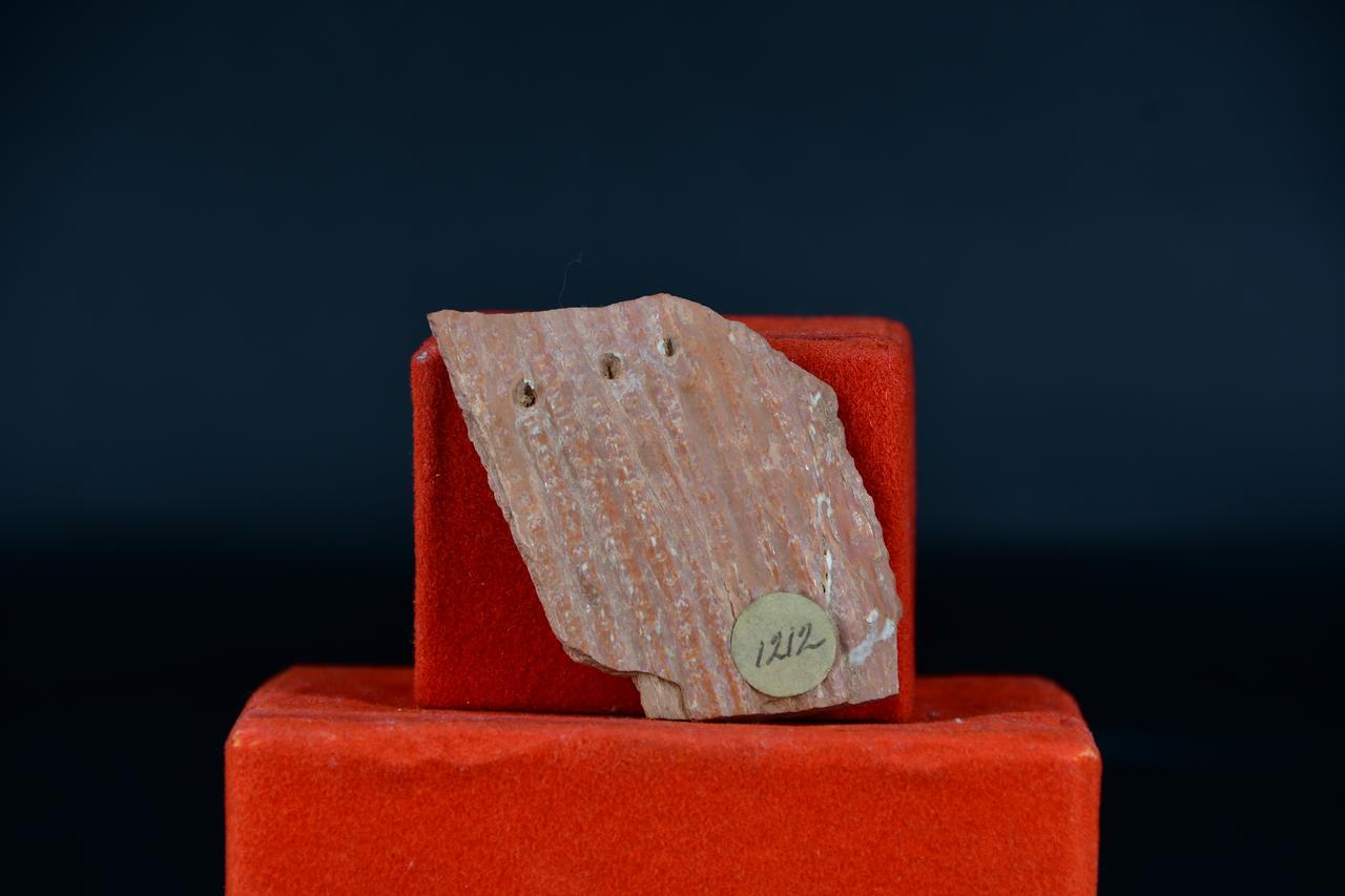 fossile (Fossile indeterminato, esemplare)