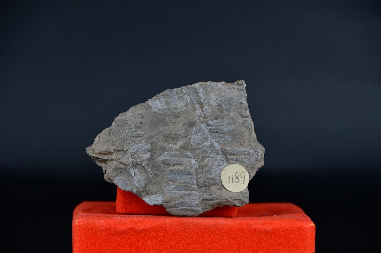 fossile (Chondrites bollensis, esemplare)