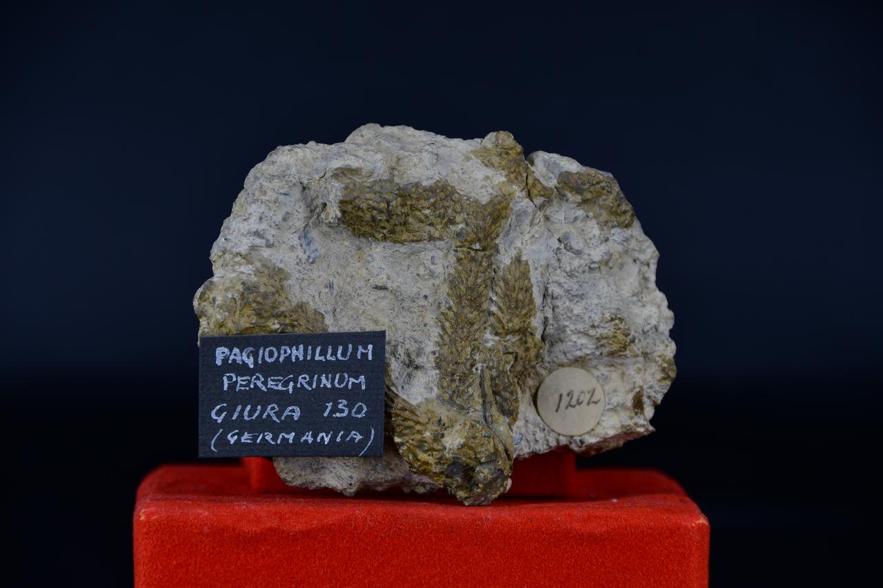 fossile (Pagiophillum peregrinum, esemplare)