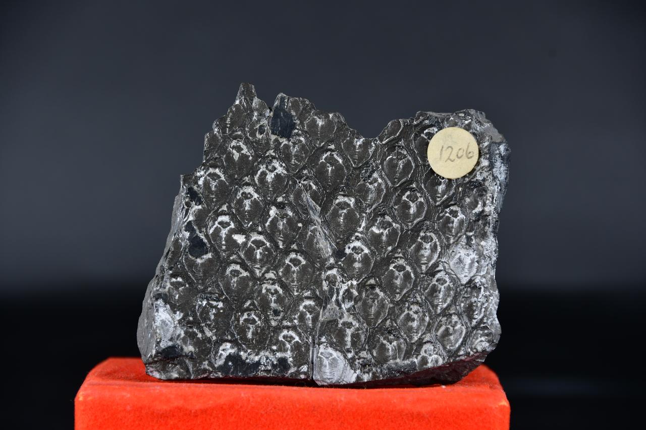 fossile (Lepidodendron sternbergi, esemplare)