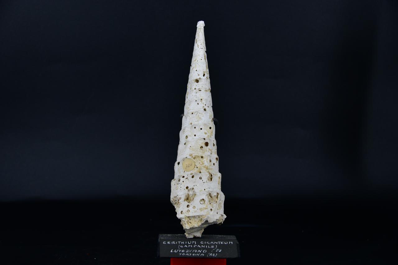 fossile (Cerithium giganteum, esemplare)