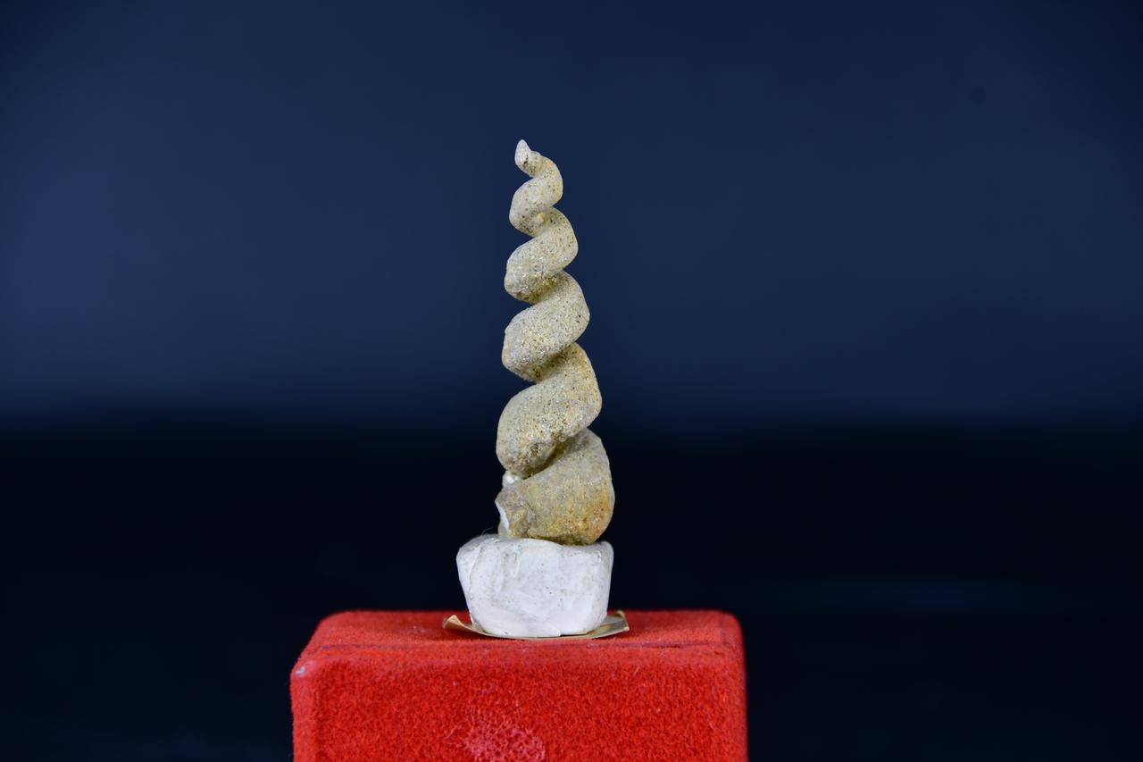 fossile (Turritella vermicularis, esemplare)