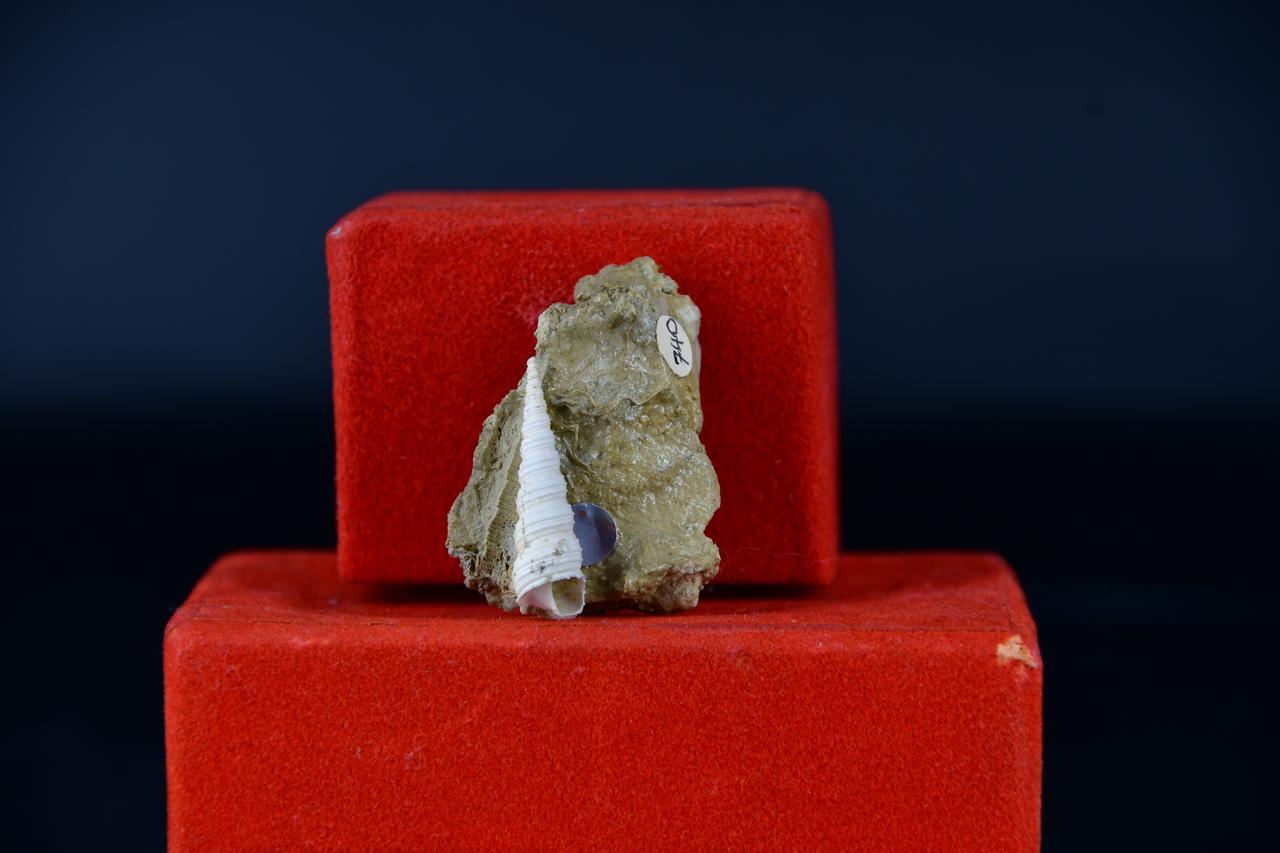 fossile (Turritella turris, esemplare)