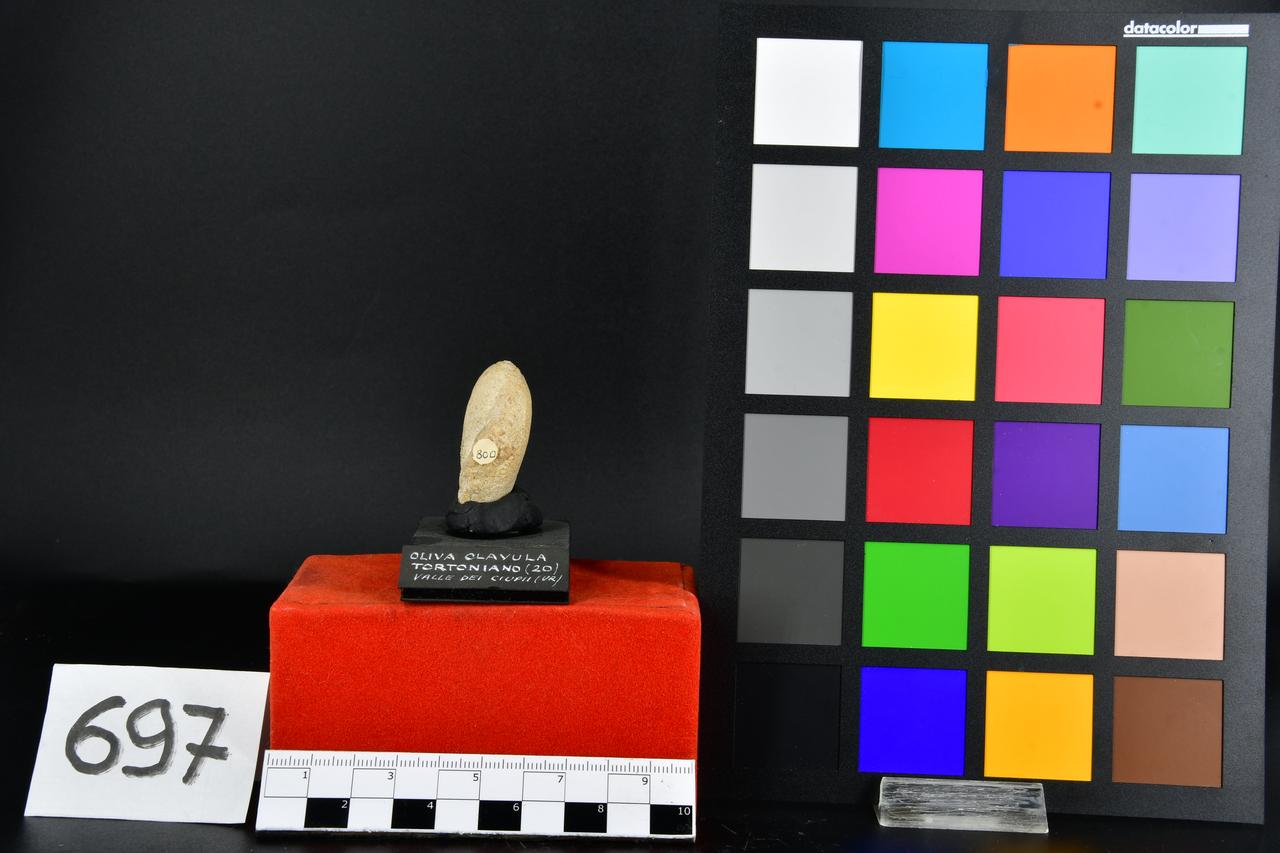 fossile (Oliva olavula, esemplare)