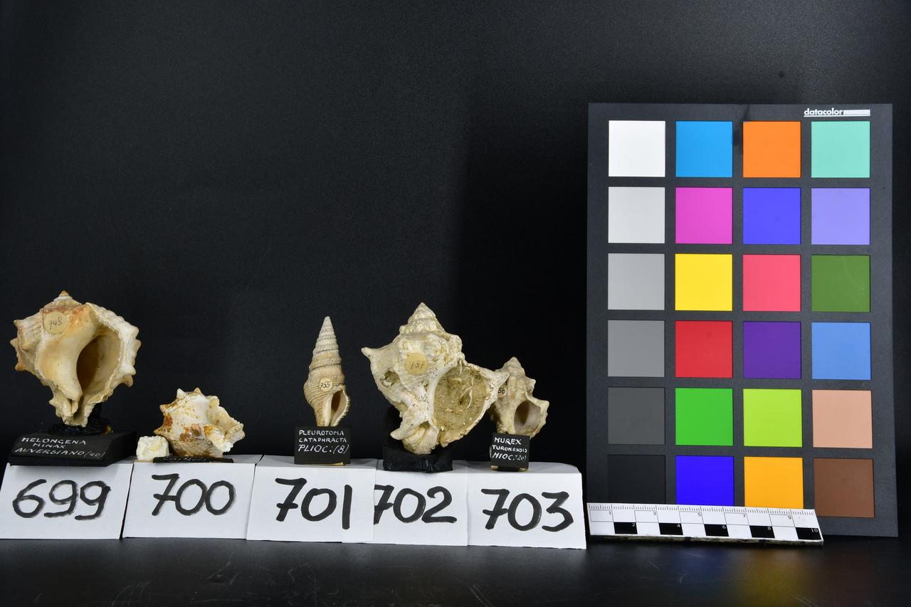 fossile (Melongena minax, esemplare)