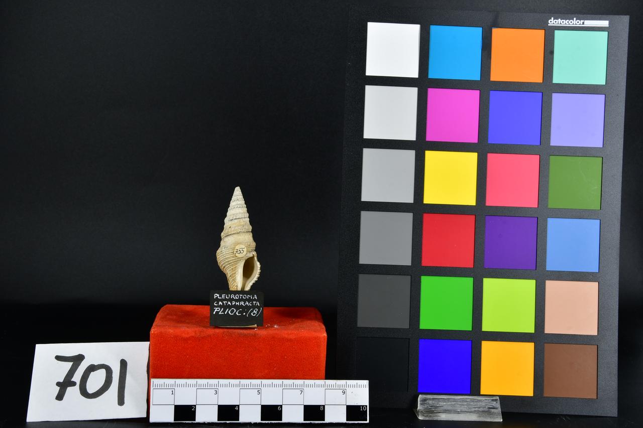 fossile (Pleurotoma cataphracta, esemplare)