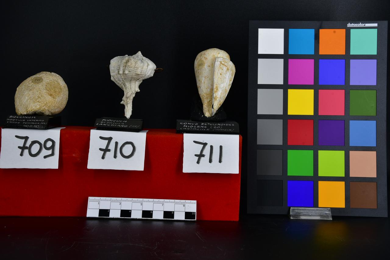 fossile (Tudicula rusticula, esemplare)