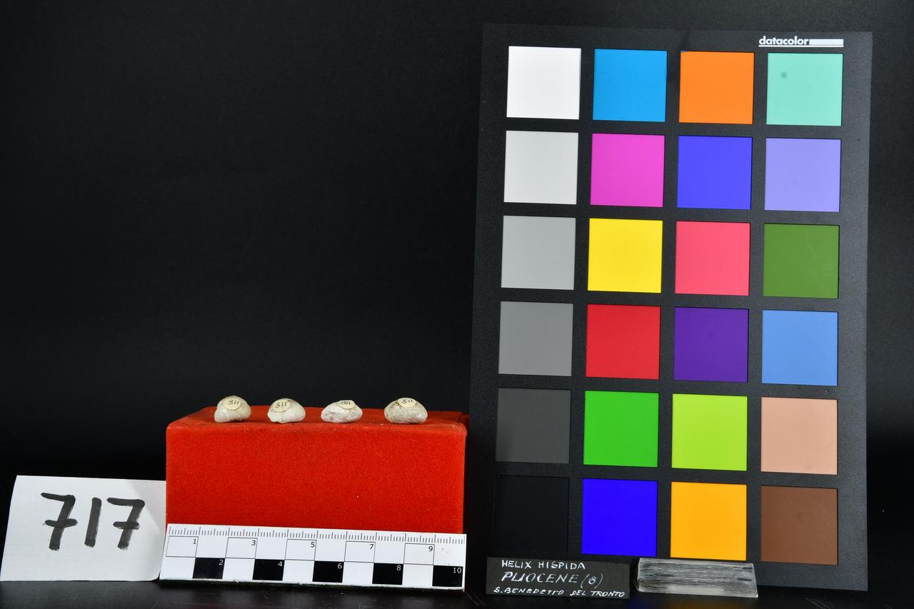 fossile (Helix hispida, serie)