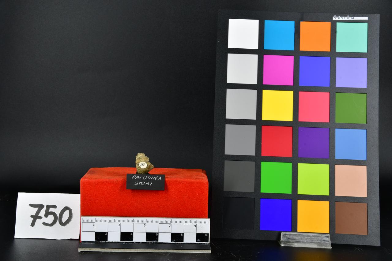 fossile (Paludina sturi, esemplare)