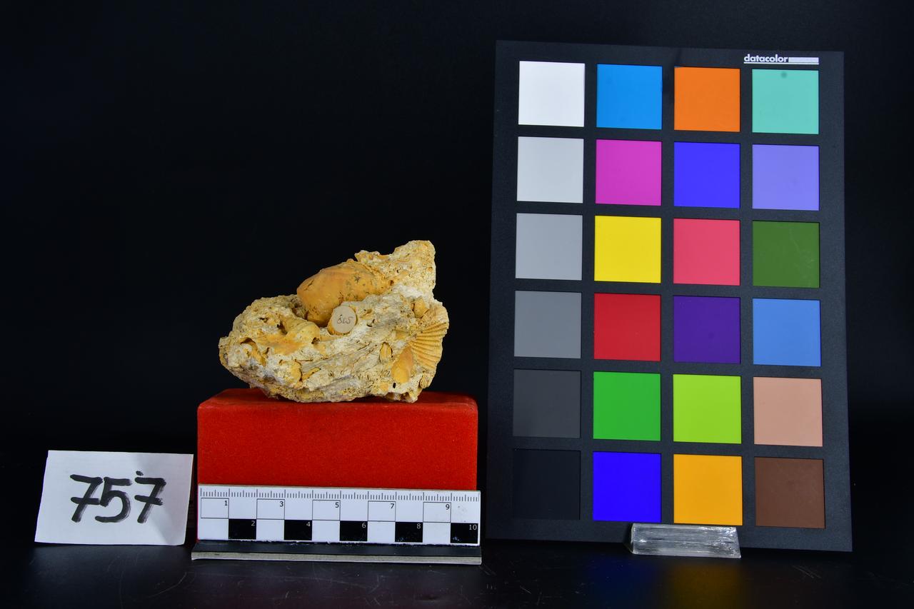 fossile (Gasteropodi indeterminati, associazione fossile)