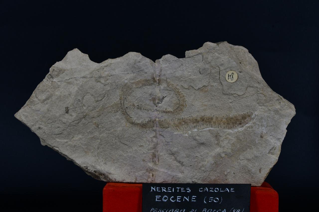 fossile (Nereites gazolae, esemplare)